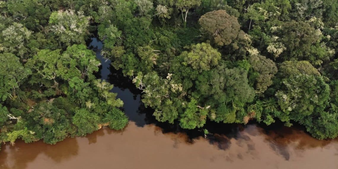Les lacs tourbeux du bassin du Congo libèrent du carbone vieux de plusieurs millénaires