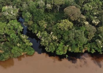 Les lacs tourbeux du bassin du Congo libèrent du carbone vieux de plusieurs millénaires