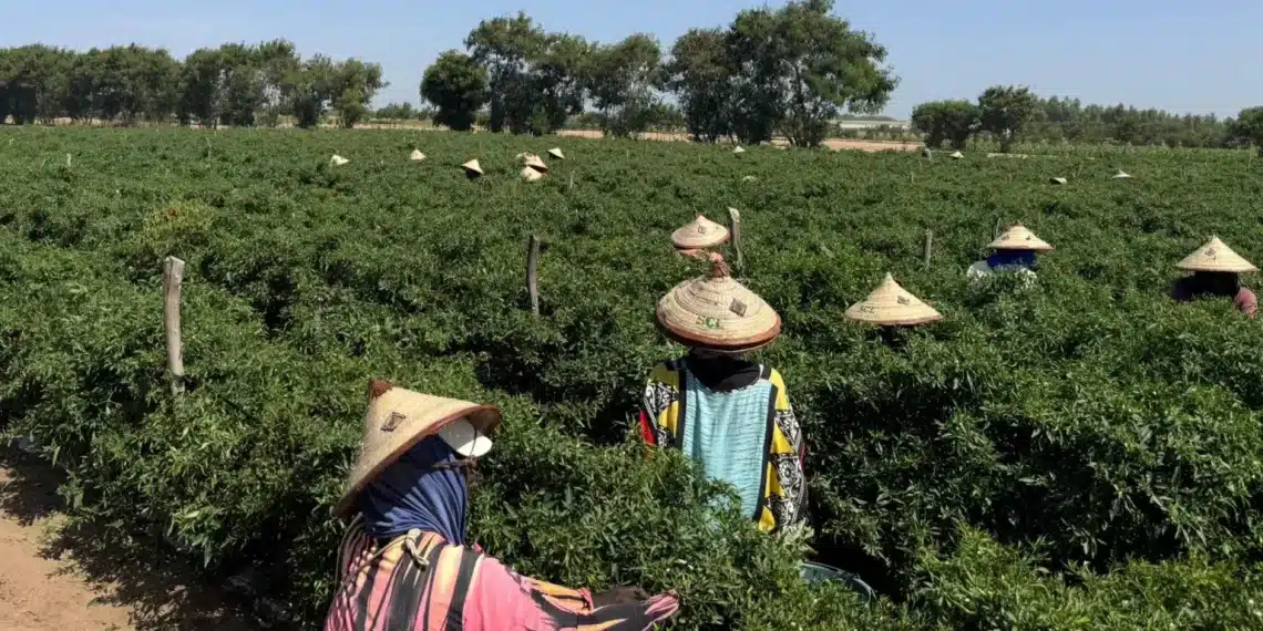 Aux portes du Sahara, deux fermes sénégalaises alimentent les supermarchés britanniques