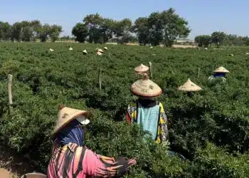 Aux portes du Sahara, deux fermes sénégalaises alimentent les supermarchés britanniques