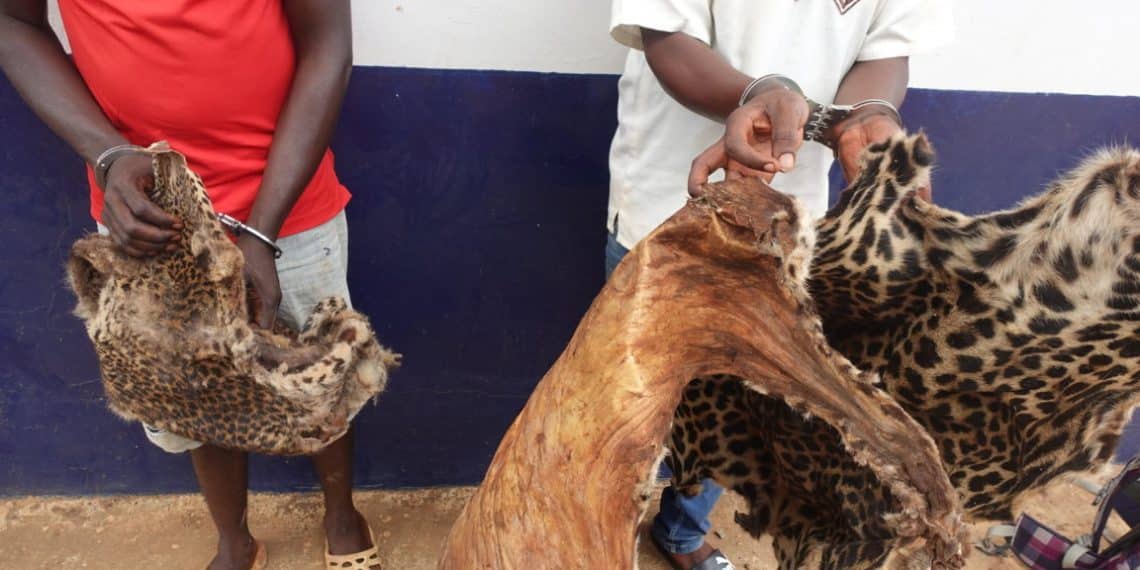 Lutte anti-braconnage : Coup d’arrêt majeur pour les réseaux de trafiquants au Congo