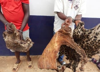 Lutte anti-braconnage : Coup d’arrêt majeur pour les réseaux de trafiquants au Congo