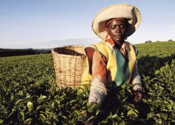 Crise au Moyen-Orient : L'économie du Kenya asphyxiée par le blocage de ses exportations