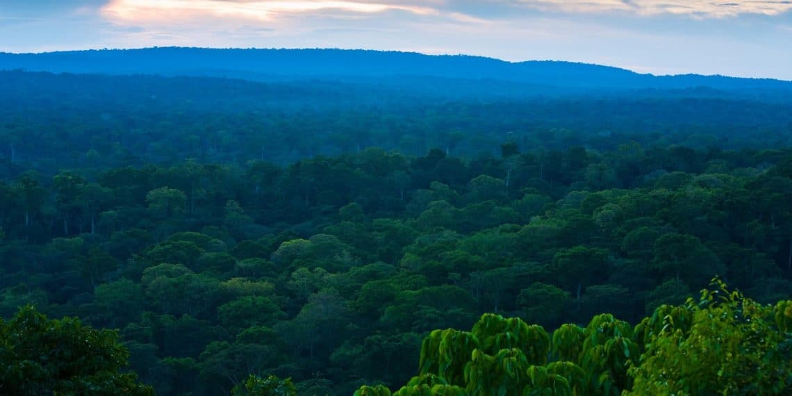 Le Trésor Vert du Congo : Le poumon écologique au service de la souveraineté nationale