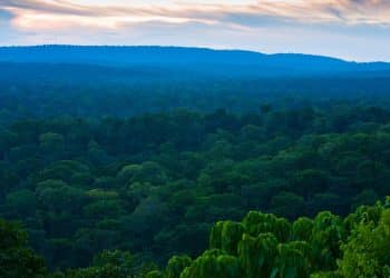 Le Trésor Vert du Congo : Le poumon écologique au service de la souveraineté nationale