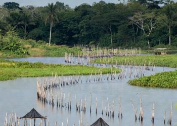 L’Or Bleu du Congo : La pisciculture au cœur de la souveraineté alimentaire
