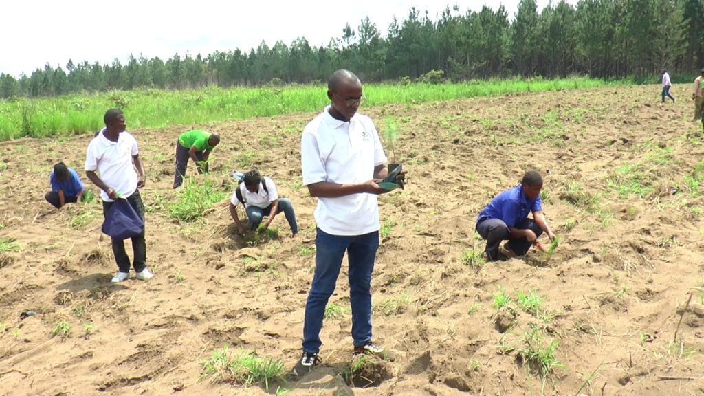 Environnement : À l'aube de l'an un de la « Décennie pour le boisement », le MJEC dresse un bilan d'action et d'espoir