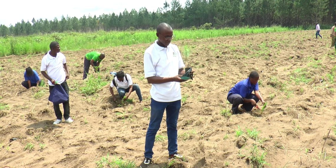 Environnement : À l'aube de l'an un de la « Décennie pour le boisement », le MJEC dresse un bilan d'action et d'espoir