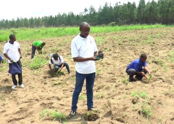 Environnement : À l'aube de l'an un de la « Décennie pour le boisement », le MJEC dresse un bilan d'action et d'espoir