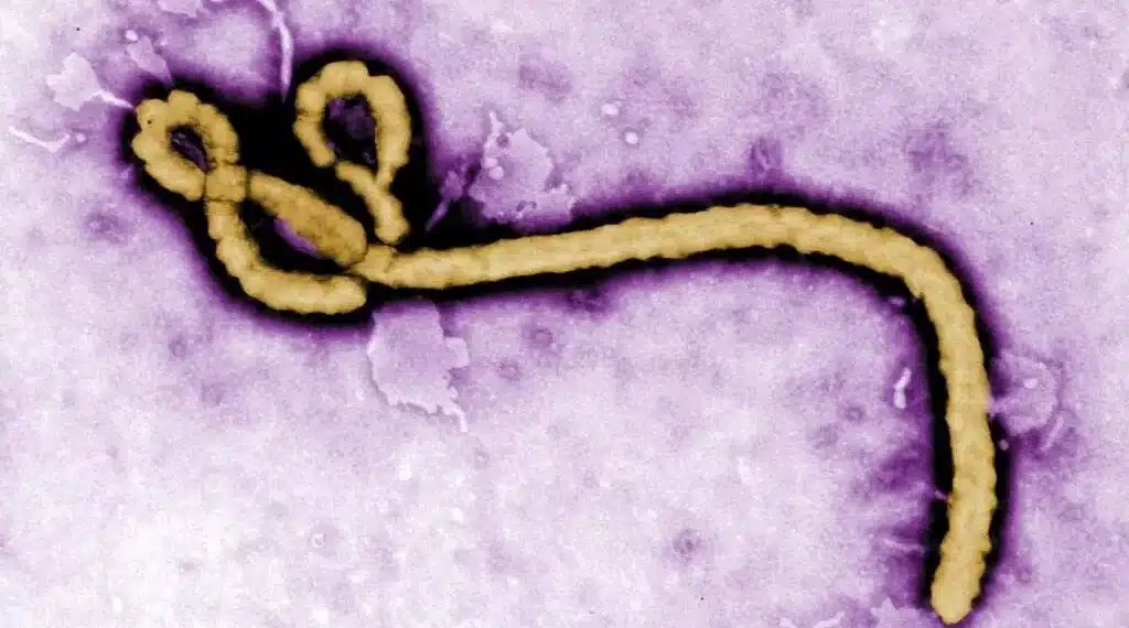 Ebola de retour en Ituri, l’Afrique Centrale face à une menace sanitaire