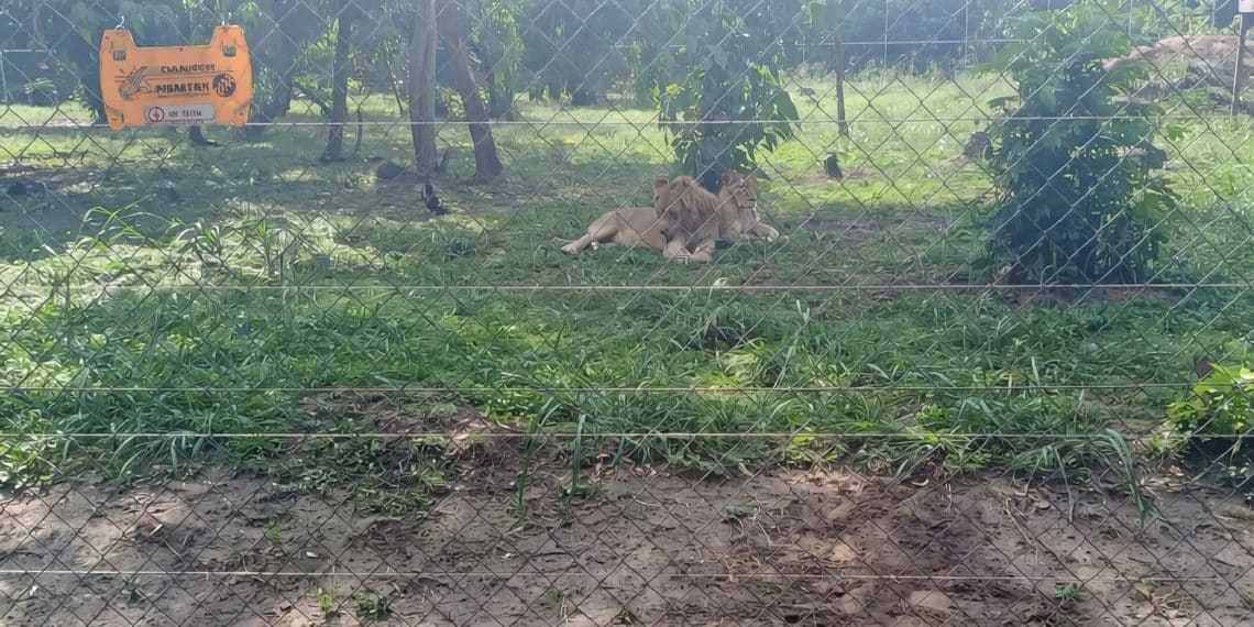 Parc Zoologique de Brazzaville : Le retour spectaculaire des lions affole les compteurs après 29 ans d'absence