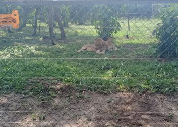 Parc Zoologique de Brazzaville : Le retour spectaculaire des lions affole les compteurs après 29 ans d'absence