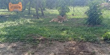 Parc Zoologique de Brazzaville : Le retour spectaculaire des lions affole les compteurs après 29 ans d'absence