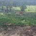 Parc Zoologique de Brazzaville : Le retour spectaculaire des lions affole les compteurs après 29 ans d'absence