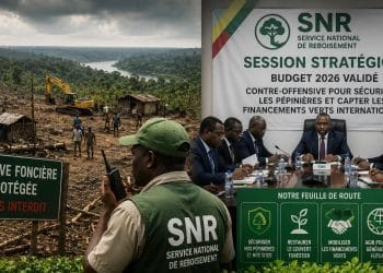 Urgence verte : Le cri d'alarme du reboisement au Congo