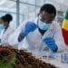 Santé : Les fourmis légionnaires du Congo vont-elles sauver l'humanité ?