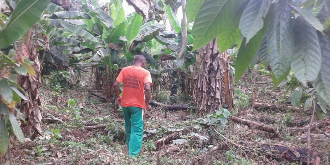 Comment Thierry Maguessa Ebome transforme la Sangha en capitale du chocolat