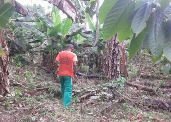 Comment Thierry Maguessa Ebome transforme la Sangha en capitale du chocolat