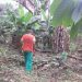 Comment Thierry Maguessa Ebome transforme la Sangha en capitale du chocolat