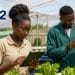 Made in 242 : Ces jeunes diplômés congolais réinventent l'agriculture par la tech