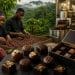 Chocolat de luxe Made in 242 : Comment la jeunesse congolaise transforme le cacao du Mayombe en or brun international