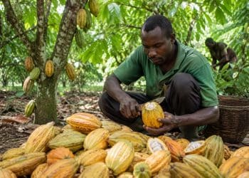 L'Initiative Cacao s'élargit : L’Afrique s'unit pour contrôler 75 % du marché mondial et fixer ses prix 