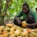 L'Initiative Cacao s'élargit : L’Afrique s'unit pour contrôler 75 % du marché mondial et fixer ses prix