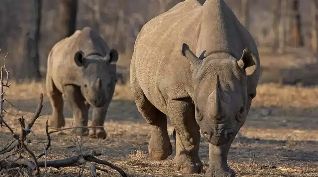 Disparu depuis 30 ans, le retour du rhinocéros noir au Zimbabwe