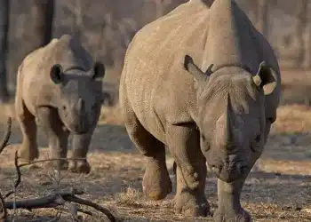 Disparu depuis 30 ans, le retour du rhinocéros noir au Zimbabwe