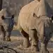 Disparu depuis 30 ans, le retour du rhinocéros noir au Zimbabwe