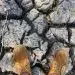 Urgence climat en Afrique : Le monstre El Niño menace de ravager l'économie avec une facture hallucinante de 20 milliards de dollars