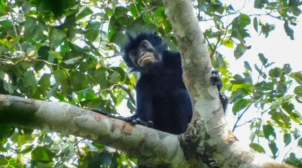Alerte biodiversité en RDC : L’incroyable découverte d’une nouvelle espèce de singe aux « lèvres orange » cachée dans la jungle de Lomami