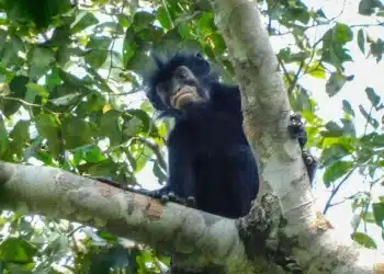 Alerte biodiversité en RDC : L’incroyable découverte d’une nouvelle espèce de singe aux « lèvres orange » cachée dans la jungle de Lomami