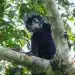 Alerte biodiversité en RDC : L’incroyable découverte d’une nouvelle espèce de singe aux « lèvres orange » cachée dans la jungle de Lomami