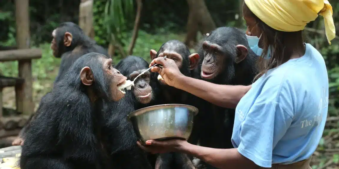 Grands singes au Congo : Le sanctuaire de Tchimpounga s'impose comme le leader mondial de la conservation
