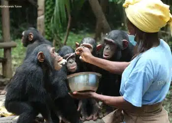 Grands singes au Congo : Le sanctuaire de Tchimpounga s'impose comme le leader mondial de la conservation