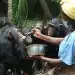 Grands singes au Congo : Le sanctuaire de Tchimpounga s'impose comme le leader mondial de la conservation
