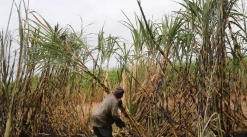 Violences xénophobes : les fermes sud-africaines frappées par une pénurie de main-d’œuvre dévastatrice