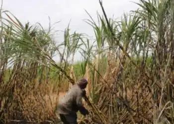 Violences xénophobes : les fermes sud-africaines frappées par une pénurie de main-d&rsquo;œuvre dévastatrice