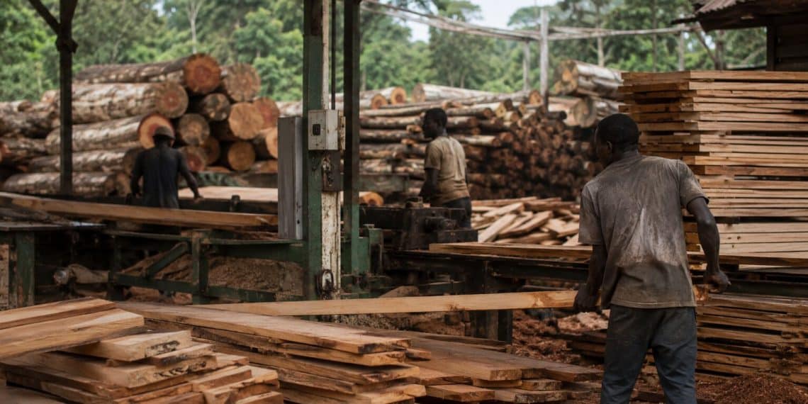 Le plan de secours financier pour transformer le marché informel du bois congolais