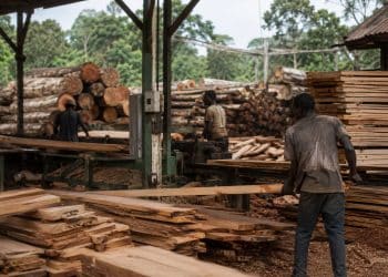 Le plan de secours financier pour transformer le marché informel du bois congolais