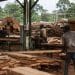 Le plan de secours financier pour transformer le marché informel du bois congolais