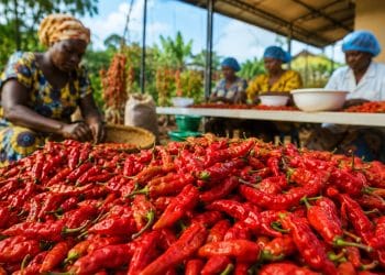 L'or rouge du Congo : Comment le piment de Makoua s'impose sur les tables du monde