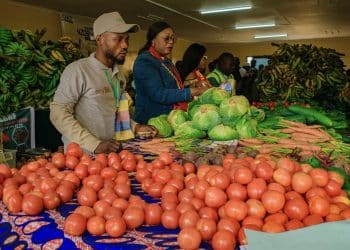 Diversification économique au Congo : L'agriculture et les ZAP en première ligne pour réussir la souveraineté alimentaire