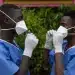Épidémie d'Ebola en Afrique centrale : Pourquoi l'Ouganda maîtrise le virus Bundibugyo alors que la RDC franchit le cap tragique des 1 500 morts